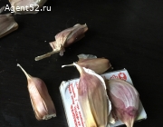 Продам чеснок зубками